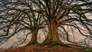 tree 3097419 1280