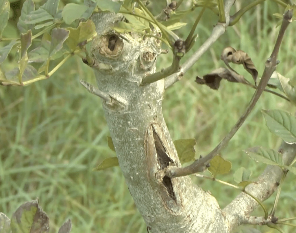 Ash dieback