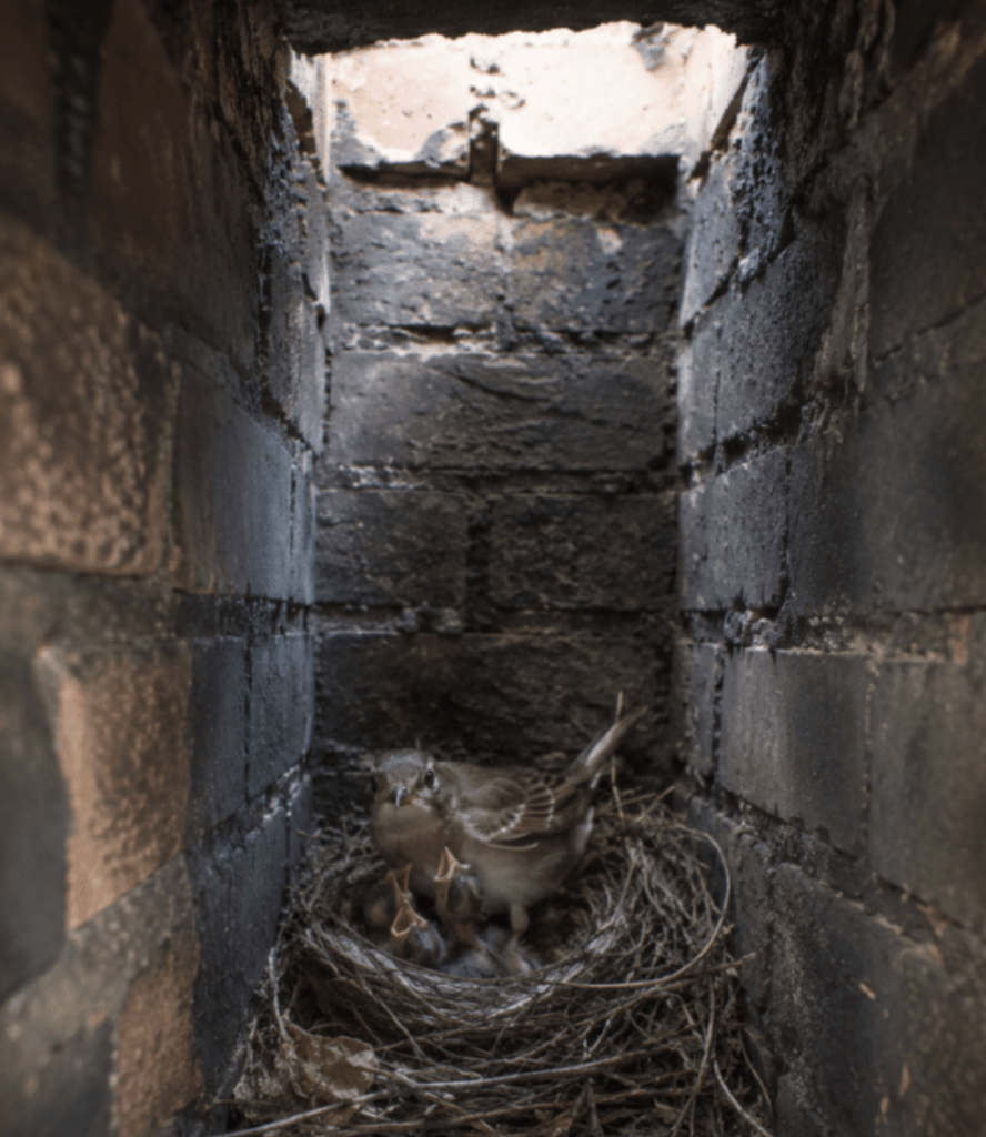 birds nest