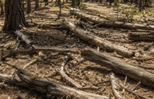 wood on floor