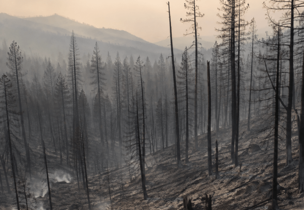 burnt woodland